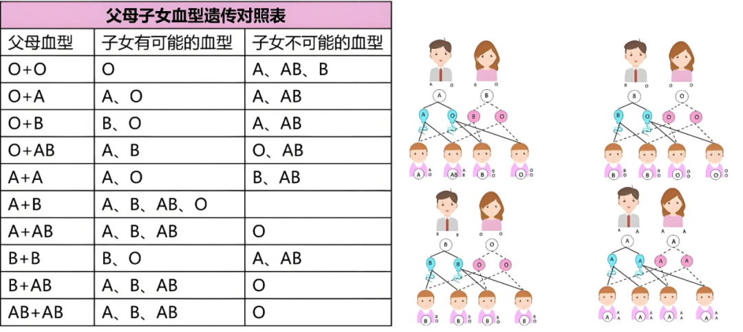 血型親子鑒定對照表能確定親子關(guān)系嗎？(圖2)