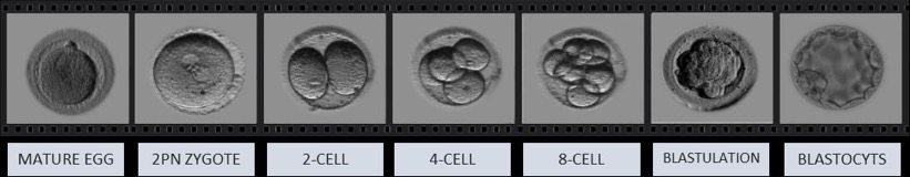 馬來西亞阿爾法助育中心（Alpha）